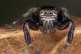 Evarcha arcuata / Schwarze Springspinne (Mnnchen) / Springspinnen - Salticidae