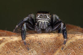 Evarcha arcuata / Schwarze Springspinne (Mnnchen) / Springspinnen - Salticidae