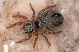 Evarcha arcuata / Schwarze Springspinne (Weibchen) / Springspinnen - Salticidae