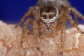 Evarcha arcuata / Schwarze Springspinne (Weibchen) / Springspinnen - Salticidae