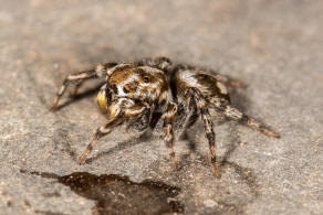 Habrocestum egaeum Metzner, 1999 / Salticidae - Springspinnen