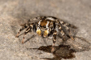 Habrocestum egaeum Metzner, 1999 / Salticidae - Springspinnen