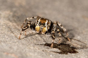 Habrocestum egaeum Metzner, 1999 / Salticidae - Springspinnen