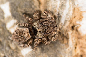 Habrocestum egaeum Metzner, 1999 / Salticidae - Springspinnen