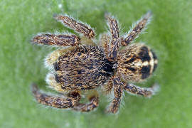 Pellenes tripunctatus / Kreuzspringspinne / Salticidae - Springspinnen / Ordnung: Webspinnen - Araneae