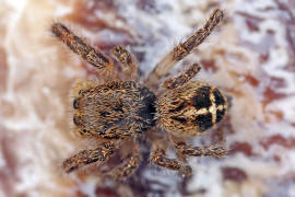 Pellenes tripunctatus / Kreuzspringspinne / Salticidae - Springspinnen / Ordnung: Webspinnen - Araneae