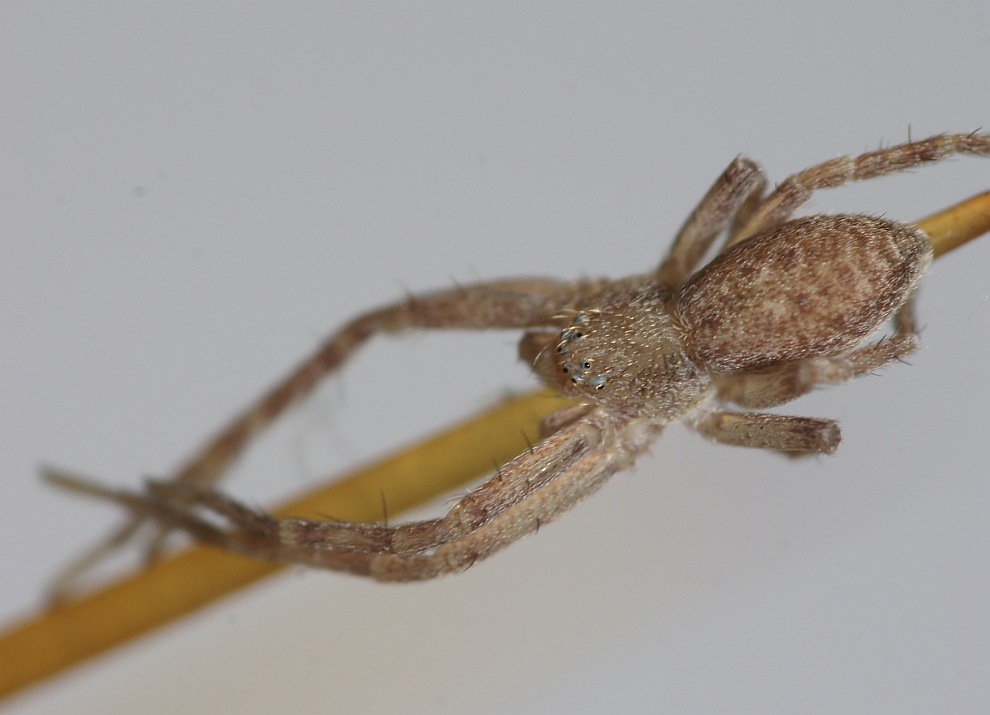 Philodromus spec. / Unbestimmte Flachstrecker / Familie Laufspinnen