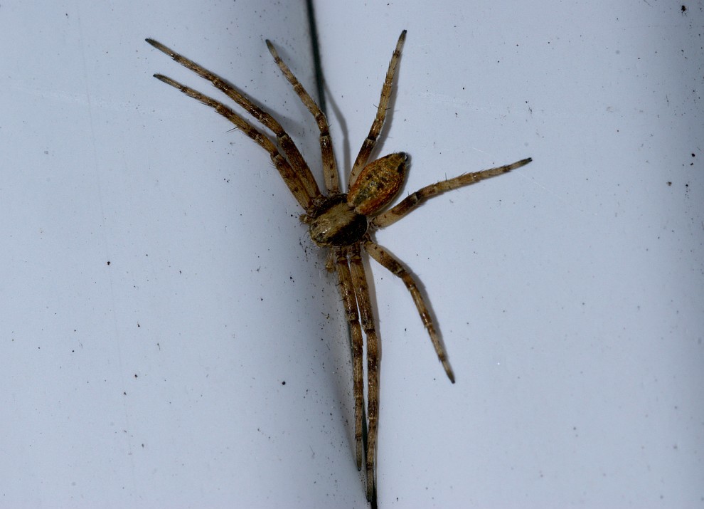 Philodromus spec. / Unbestimmte Flachstrecker / Familie Laufspinnen