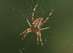 Araneus diadematus / Gartenkreuzspinne / Araneidae - Radnetzspinnen