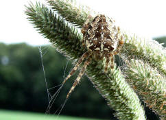 Araneus diadematus / Gartenkreuzspinne / Araneidae - Radnetzspinnen