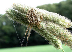 Araneus diadematus / Gartenkreuzspinne / Araneidae - Radnetzspinnen