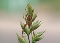 Araneus diadematus / Gartenkreuzspinne (Männchen) / Araneidae - Radnetzspinnen