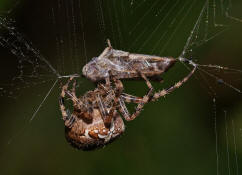 Araneus diadematus / Gartenkreuzspinne / Araneidae - Radnetzspinnen (mit Chorthippus biguttulus - Nachtigall-Grashüpfer als Beute)