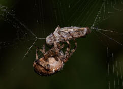 Araneus diadematus / Gartenkreuzspinne / Araneidae - Radnetzspinnen (mit Chorthippus biguttulus - Nachtigall-Grashüpfer als Beute)