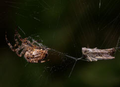 Araneus diadematus / Gartenkreuzspinne / Araneidae - Radnetzspinnen (mit Chorthippus biguttulus - Nachtigall-Grashüpfer als Beute)