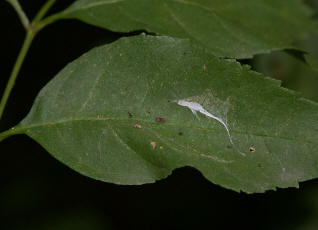 Dictyna uncinata in ihrem Netz / Ohne deutschen Namen / Webspinnen - Araneae - Dictynidae - Kruselspinnen