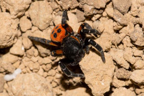 Eresus kollari / Rote Rhrenspinne / Rhrenspinnen - Eresidae