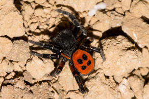 Eresus kollari / Rote Rhrenspinne / Rhrenspinnen - Eresidae