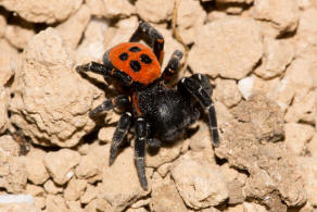 Eresus kollari / Rote Rhrenspinne / Rhrenspinnen - Eresidae