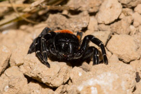 Eresus kollari / Rote Rhrenspinne / Rhrenspinnen - Eresidae