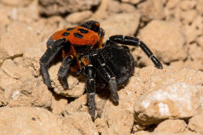 Eresus kollari / Rote Rhrenspinne / Rhrenspinnen - Eresidae