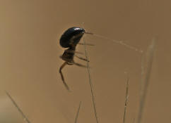 Erigone spec. / "Zwergspinnen" / "Glcksspinnen" / Famiie: Baldachinspinnen - Linyphiidae / Ordnung: Webspinnen - Araneae