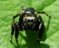 Evarcha arcuata / Schwarze Springspinne (Mnnchen) / Springspinnen - Salticidae