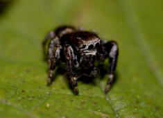 Evarcha arcuata / Schwarze Springspinne (Mnnchen) / Springspinnen - Salticidae