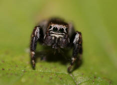 Evarcha arcuata / Schwarze Springspinne (Mnnchen) / Springspinnen - Salticidae