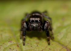 Evarcha arcuata / Schwarze Springspinne (Mnnchen) / Springspinnen - Salticidae