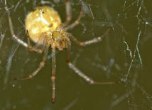 Phylloneta impressa (syn. Theridion impressum) / Braune Kugelspinne / Familie: Haubennetzspinnen - Theridiidae / berfamilie: Radnetzspinnen - Araneoidea / Ordnung: Webspinnen - Araneoidea