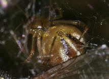 Phylloneta impressa (syn. Theridion impressum) / Braune Kugelspinne / Familie: Haubennetzspinnen - Theridiidae / berfamilie: Radnetzspinnen - Araneoidea / Ordnung: Webspinnen - Araneoidea