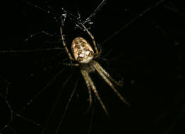 Metellina segmentata / Herbstspinne / Familie: Dickkieferspinnen (Streckerspinnen) - Tetragnathidae / Ordnung: Webspinnen - Araneae Unterordnung: Echte Webspinnen - Araneomorphae