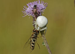 Misumena vatia / Vernderliche Krabbenspinne / Familie: Krabbenspinnen - Thomisidae / Ordnung: Webspinnen - Araneae