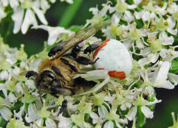 Misumena vatia / Vernderliche Krabbenspinne / Familie: Krabbenspinnen - Thomisidae / Ordnung: Webspinnen - Araneae (mit Kleptoparasiten - Milichiidae, das sind die kleinen Fliegen)