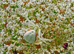 Misumena vatia / Vernderliche Krabbenspinne / Familie: Krabbenspinnen - Thomisidae / Ordnung: Webspinnen - Araneae