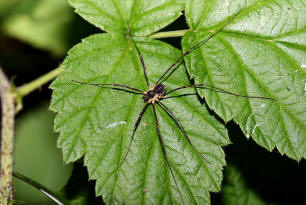 Mitopus morio / Weberknecht / Echte Weberknechte - Phalangiidae / Ordnung: Weberknechte - Opiliones