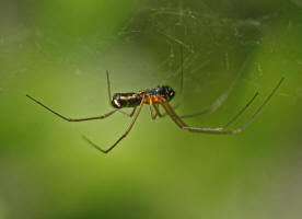 Neriene radiata / "Baldachinspinne" (Mnnchen)