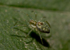 Nigma walckenaeri / Grne Kruselspinne (Weibchen) / Kruselspinnen - Dictynidae / Ordnung: Webspinnen - Araneae
