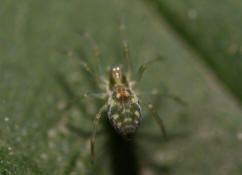Nigma walckenaeri / Grne Kruselspinne (Weibchen) / Kruselspinnen - Dictynidae / Ordnung: Webspinnen - Araneae