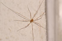 Opilio canestrinii / Weberknecht / Echte Weberknechte - Phalangiidae / Ordnung: Weberknechte - Opiliones