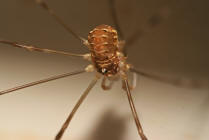 Opilio canestrinii / Weberknecht / Echte Weberknechte - Phalangiidae / Ordnung: Weberknechte - Opiliones