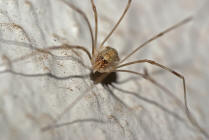 Opilio canestrinii / Weberknecht / Echte Weberknechte - Phalangiidae / Ordnung: Weberknechte - Opiliones