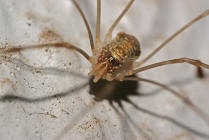 Opilio canestrinii / Weberknecht / Echte Weberknechte - Phalangiidae / Ordnung: Weberknechte - Opiliones
