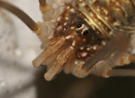 Opilio canestrinii / Weberknecht / Echte Weberknechte - Phalangiidae / Ordnung: Weberknechte - Opiliones