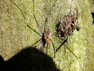 Phalangium opilio / Weberknecht / Mnnchen / Echte Weberknechte - Phalangiidae / Ordnung: Weberknechte - Opiliones (Mnnchen)