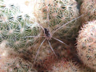 Phalangium opilio / Weberknecht / Mnnchen / Echte Weberknechte - Phalangiidae / Ordnung: Weberknechte - Opiliones (Weibchen)