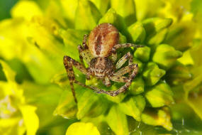 Philodromus spec. / Unbestimmte Flachstrecker / Familie: Laufspinnen - Philodromidae / Ordnung: Webspinnen - Araneae