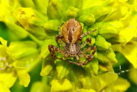 Philodromus spec. / Unbestimmte Flachstrecker / Familie: Laufspinnen - Philodromidae / Ordnung: Webspinnen - Araneae