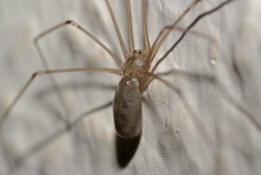 Pholcus phalangioides / Groe Zitterspinne / Webspinnen - Araneae - Zitterspinnen - Pholcidae